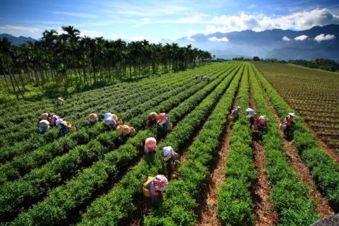 舞鶴觀光茶園 Wuhe Tourist Tea Plantations