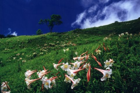 布洛灣台地 Buluowan