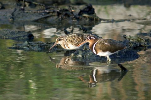 雲嘉南濱海國家風景區-布袋遊客中心