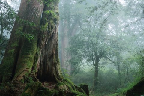 阿里山國家森林遊樂區