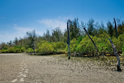 嘉義鰲鼓溼地