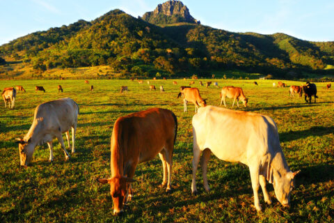 屏東包車旅遊觀光的好去處有哪些?
